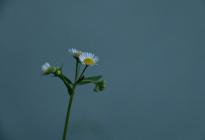 小雏菊